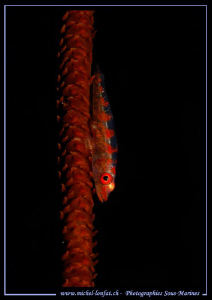 Little Goby on his Wip Coral... :O)... by Michel Lonfat 